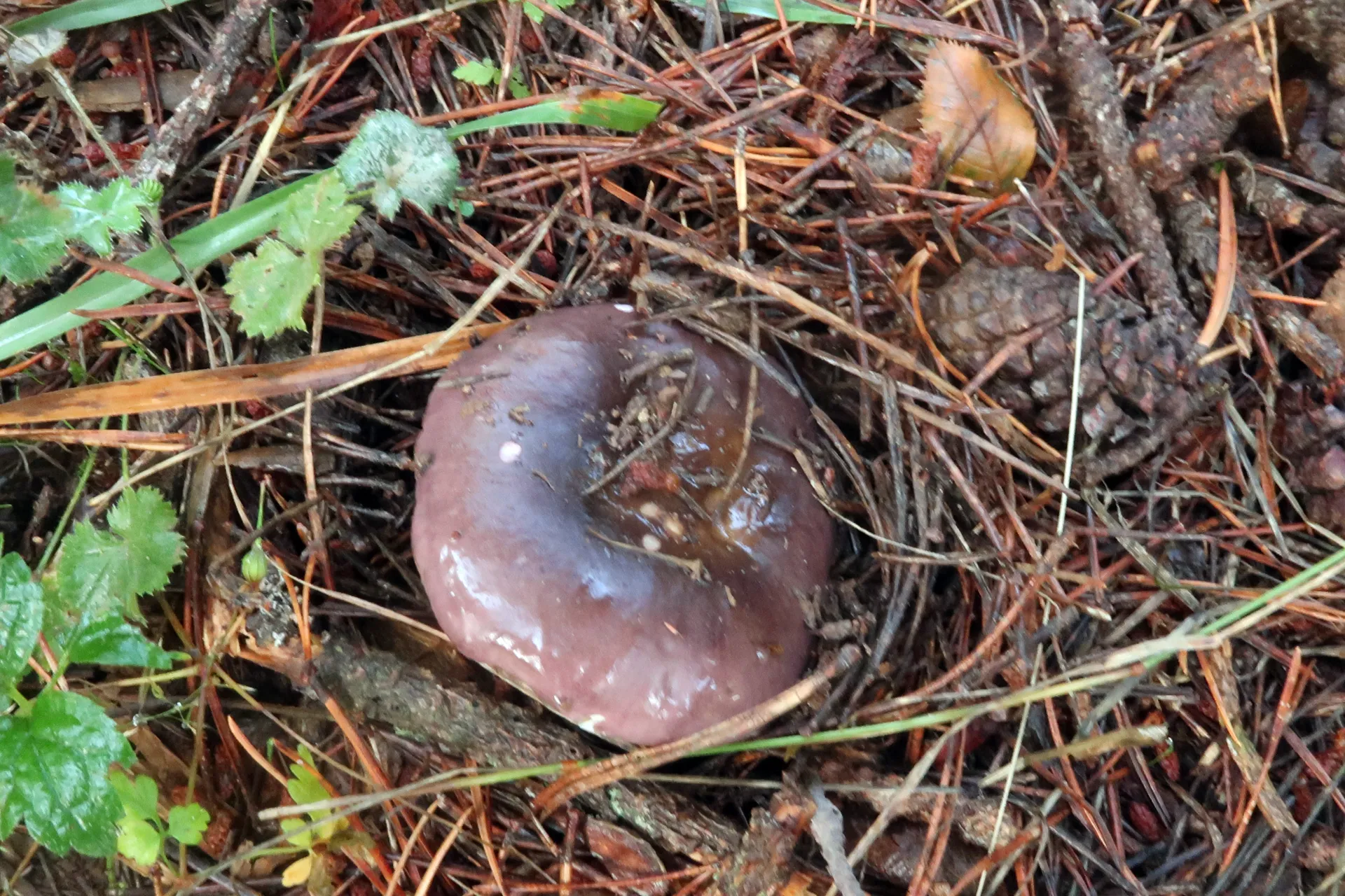 Russula firmula - 1 - IMG_7458